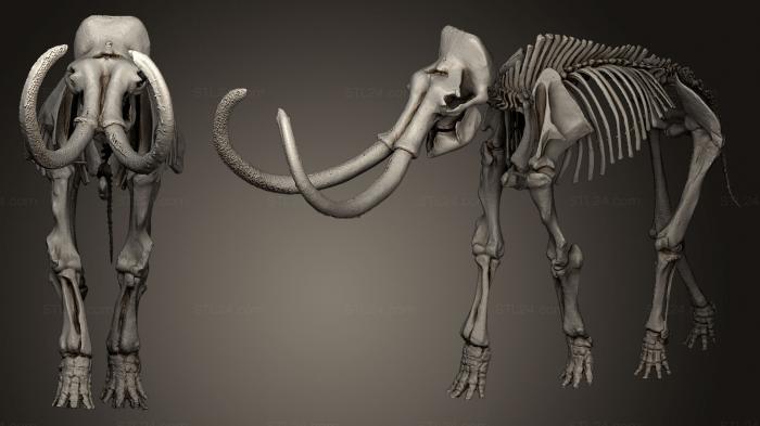 Anatomy of skeletons and skulls (Columbian Mammoth, ANTM_0196) 3D models for cnc